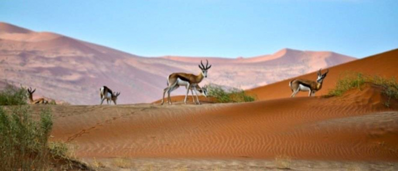 Namibia is developing cruise tourism with visas on arrival